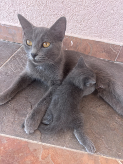 Prodajem rusko plavo mace