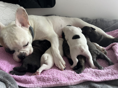 Prodajem stenad Francuskog buldoga