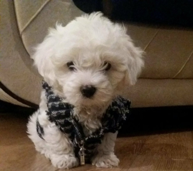 Prodajem STENAD MALTEZERA