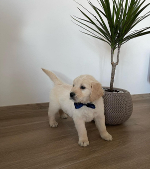 Prodajem STENAD ZLATNOG RETRIVERA