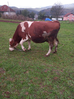 Prodajem visokosteonu kravu, simentalka, crvenobijela