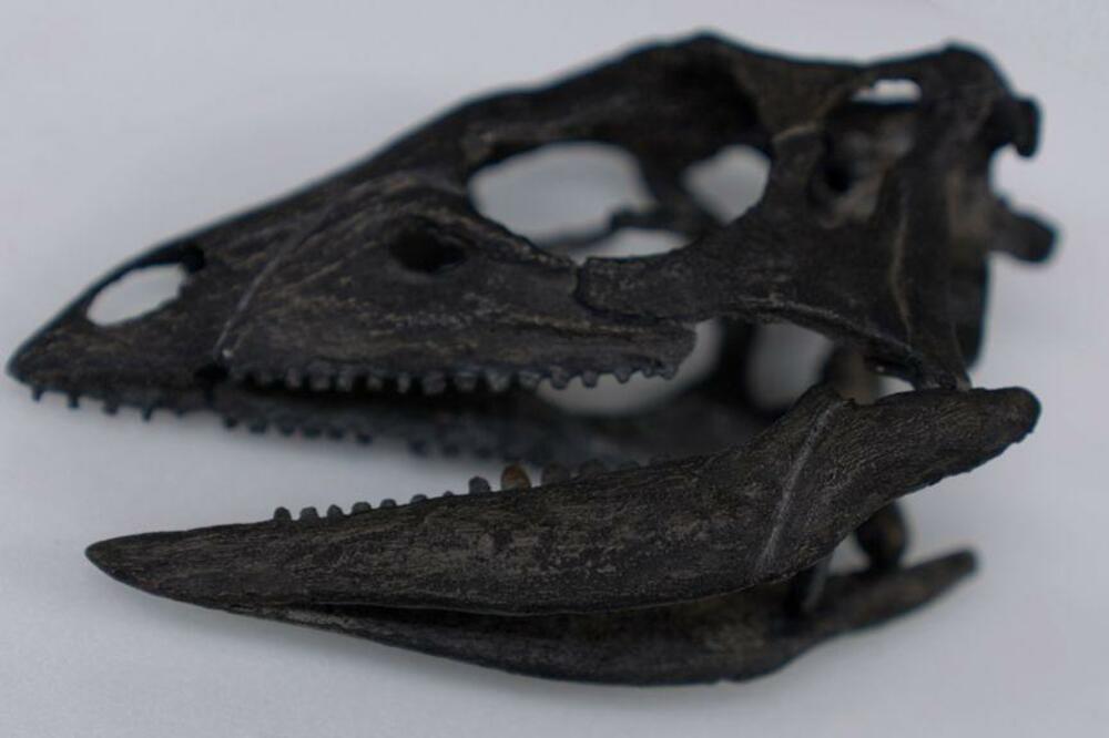 Pronađen fosil dinosaurusa veličine psa