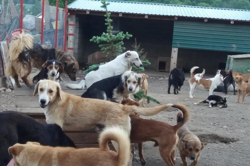 Psi kidišu, azila nema ili su prepuni: Dugogodišnje otezanje rješenja problema napuštenih životinja došlo na naplatu