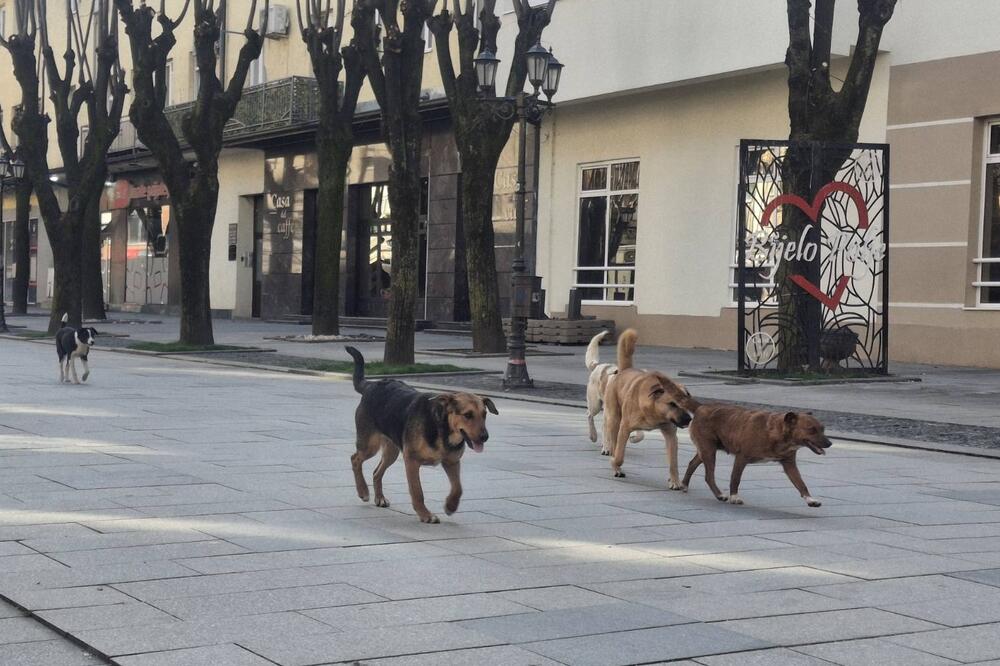 Rizičan svaki izlazak iz kuće: Napušteni psi na bjelopoljskim ulicama postali prijetnja, nadležni ćute