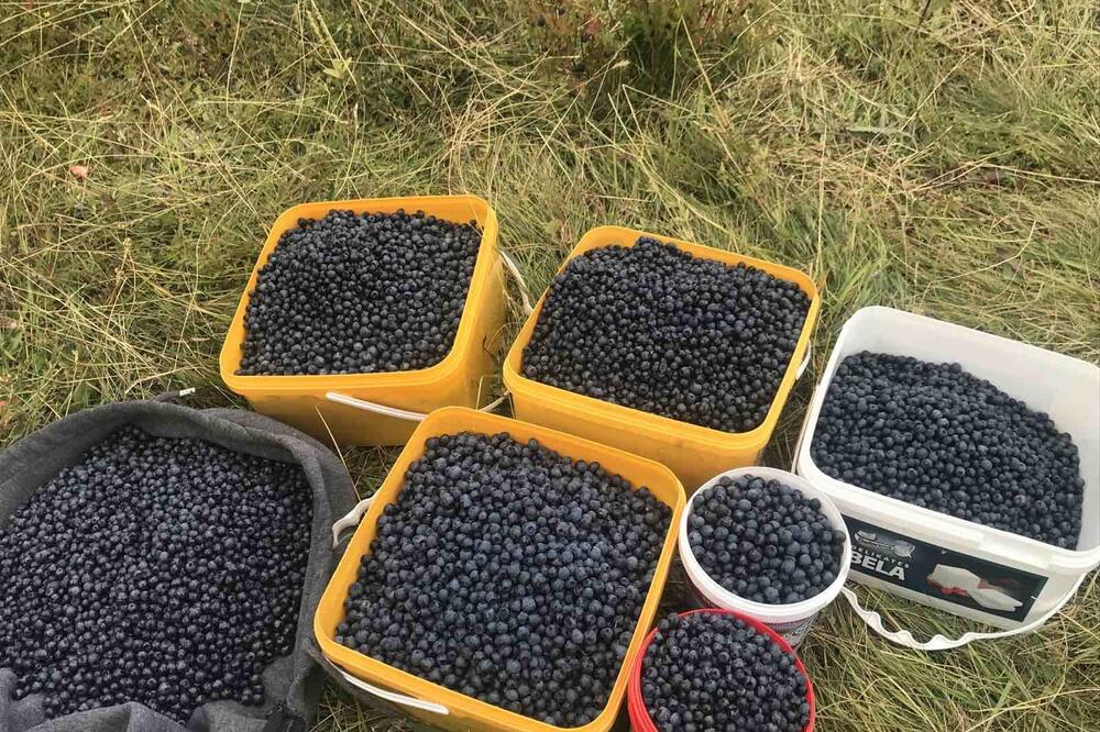 S mukom do borovnica i do kupaca: Otkupna cijena "modrog blaga sjevera" duplo manja nego lani
