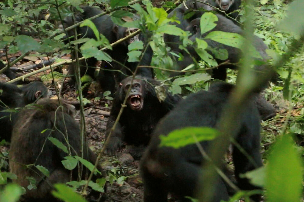 Šimpanze se podijelile u grupe i ubijale jedna drugu - naučnici posmatrali godine smrtonosnog nasilja
