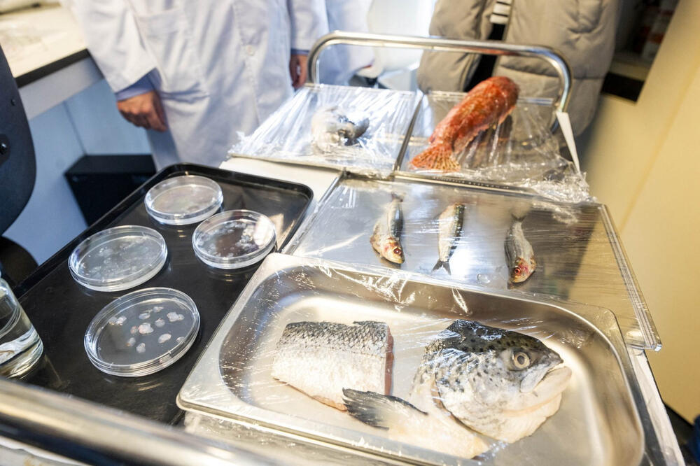 Španski istraživači razvili jeftinu vještačku rožnjaču od ribljih krljušti