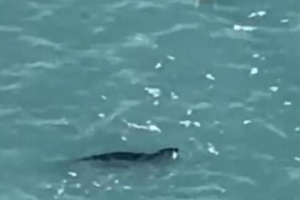 Sredozemna medvjedica uočena u budvanskom akvatorijumu