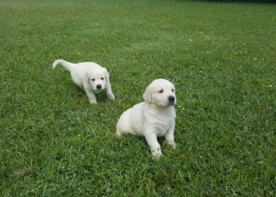 Štenad zlatnog retrivera