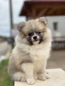 Stence pomeranskog spica