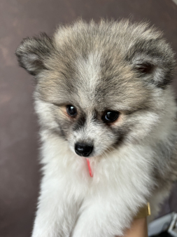 stene Pomeranski spic