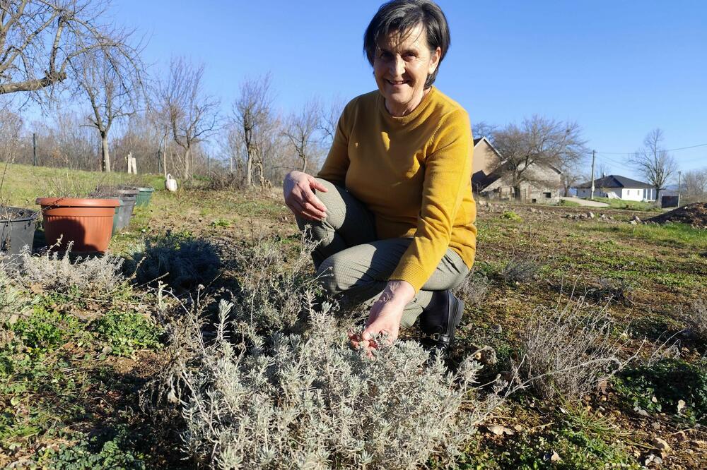 Strance mami miris Slavičinog čaja
