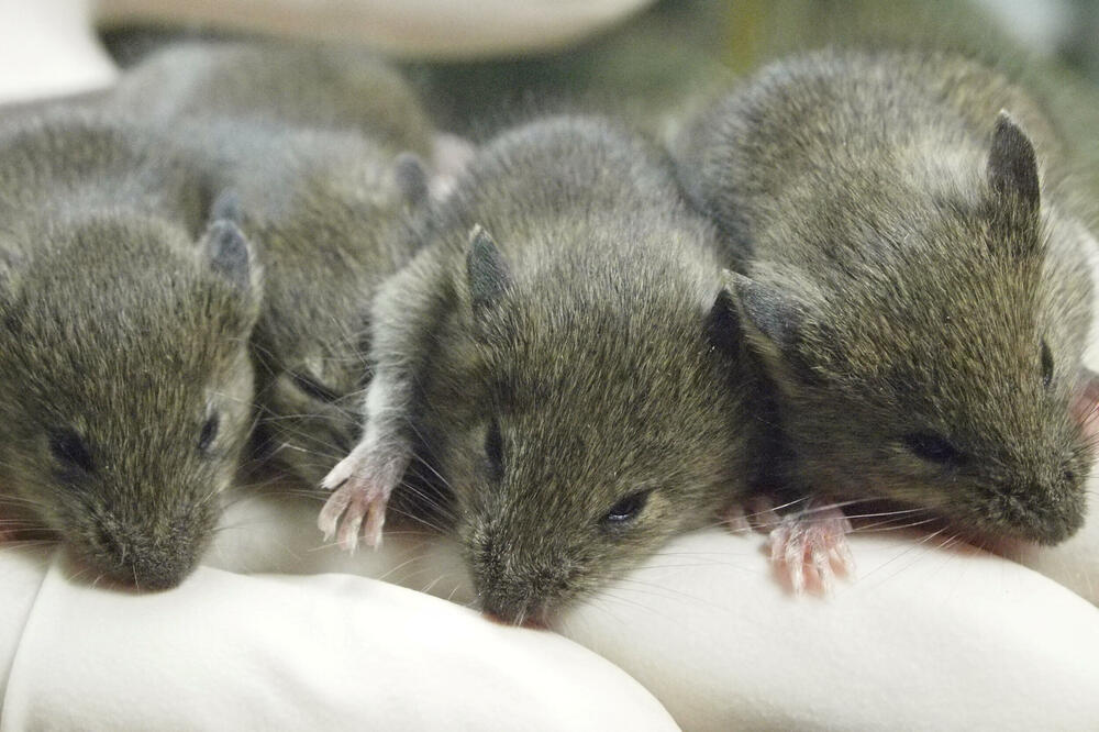 Studija na miševima pokazala da ponovljeno kloniranje izaziva teške genetske mutacije