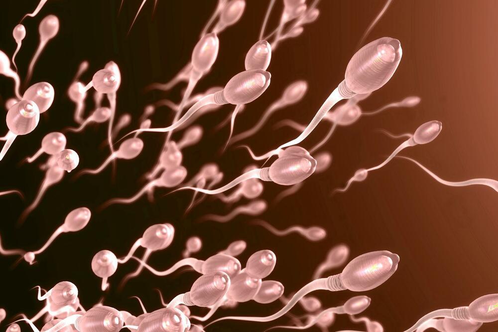 Studija pokazala: Spermatozoidi su aktivniji leti