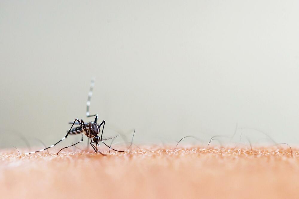 SZO izdala apel za sprečavanje ponavljanja epidemije: Virus čikungunje šire komarci
