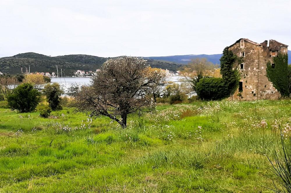 Tivat poziva maslinare na obavezan upis stabala u Registar