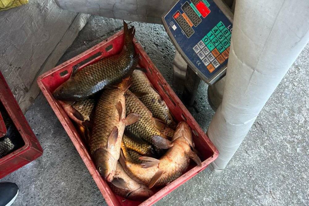 U Golubovcima oduzeta riba zbog nelegalne prodaje, jedna osoba procesuirana