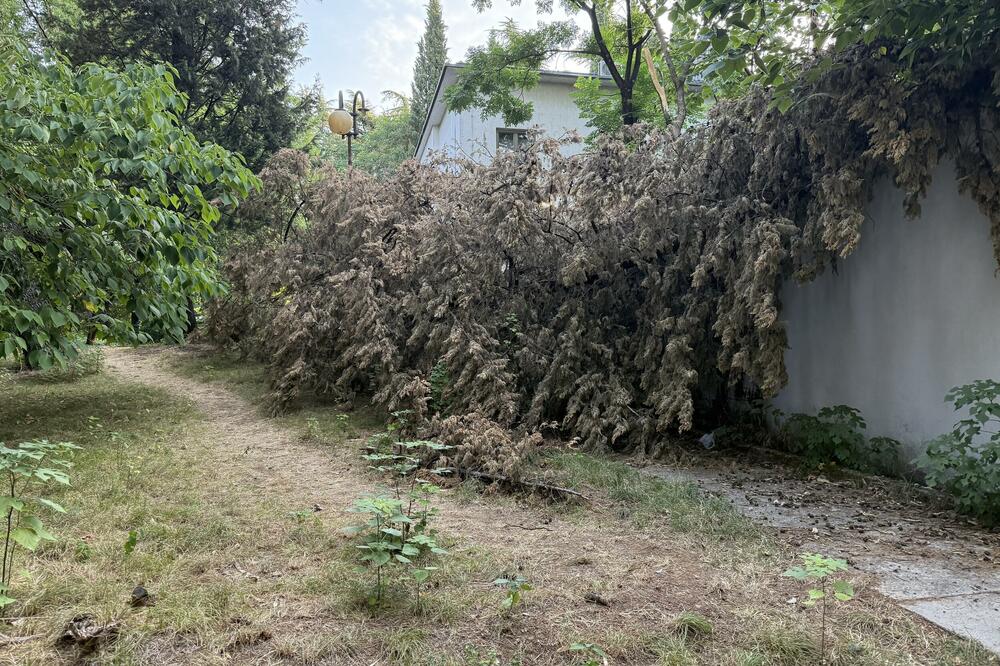 Umjesto čempresa u Beogradskoj ulici u Podgorici da posade maslinu?