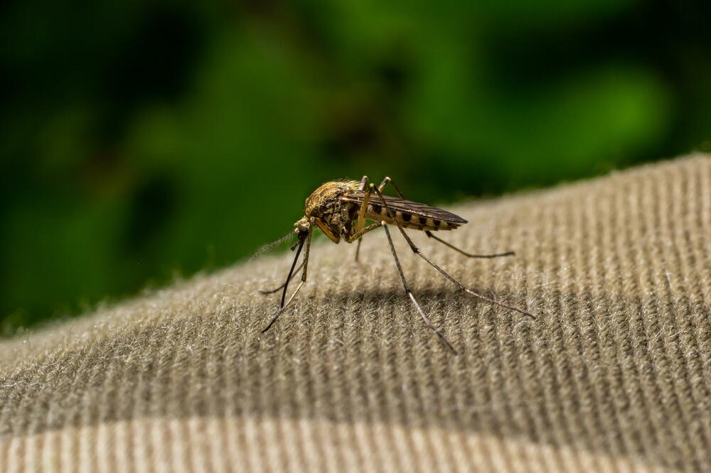 Virus Zapadnog Nila: Kako komarci donose tropske viruse u naše krajeve?