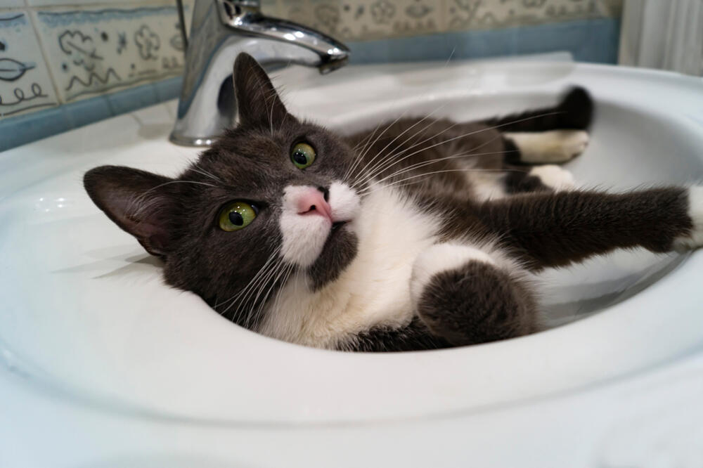 Zašto mačke vole umivaonike?
