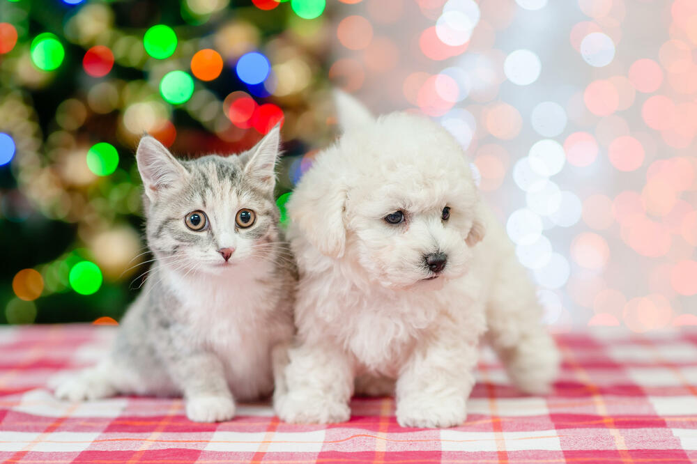 Želite da držite psa ili mačku u stanu, ali vas brinu dlake? Ovi kućni ljubimci se minimalno linjaju